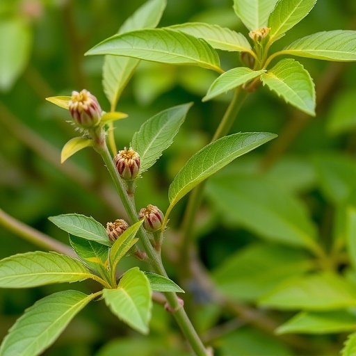 Enzymes Reveal Homoharringtonines Full Plant Pathway. 1783356010