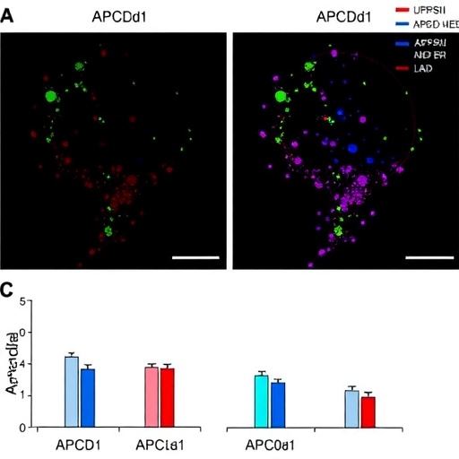 Apcdd1 Parkinsonda Hedeflenen Dopamin Devresinin Oncellerini Secmek Icin Yuksek Ozgulluk Isareti Olabilir 1E67B1Bea6