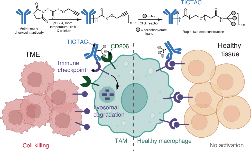 Cd206 Hedefli Tictaclar Tumor Makrofajlarini Yeniden Programlamayi Amacliyor 67A390581B