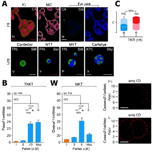 Hepatoseluler Karsinomda Tace Direncine Dair Tkt C Myc Dongusu Cell Death Discoveryde Yayimlanan Duzeltme Tekrar Gundemde ...