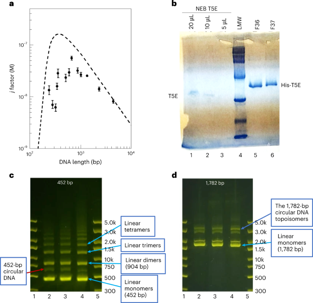 Küçük DNA parçalarında daireselleştirme verimi nasıl fazla hesaplanıyor? Yeni protokol değerlendirmesi