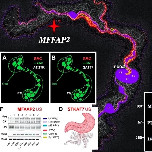 Mfap2Nin Caf Tgf Ceb21 Hatti Gastrik Kanserin Karin Zari Yayilimini Src Stat3 Ptk7 Uzerinden Artiran Yeni Mekanizma 85F5Aa...