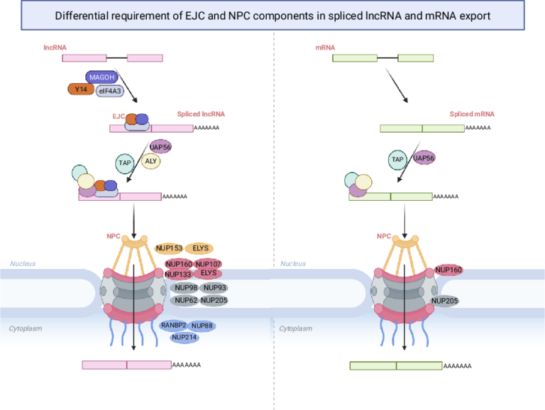 Splice Edilen Lncrnalarin Cekirdekten Cikisi Ejc Ve Npc Bilesenlerinin Hedefe Donuk Rolu 8F6Cc24F70