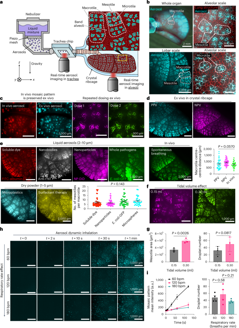 Yeni Goruntuleme Calismasi Akciger Alveollerinde Aerosolun Mozaik Desenle Biriktigini Gosteriyor Fd26790C78 Scaled 1